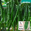 Huajun Changsheng No. 3 pepper seeds long thick threaded pepper seeds spicy thick skin hybrid spring dishes 孑