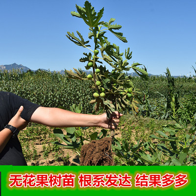 無花果樹果苗盆栽地載矮化南北方種植新疆波姬紅無花果苗當年結果