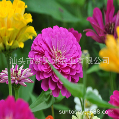 Hundred Days Flower seed Mixed color Zinnia Seed Four seasons Bloom outdoor courtyard balcony BBK