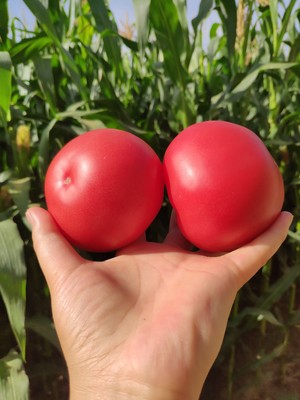 山東普羅旺斯西紅柿沙瓢多汁