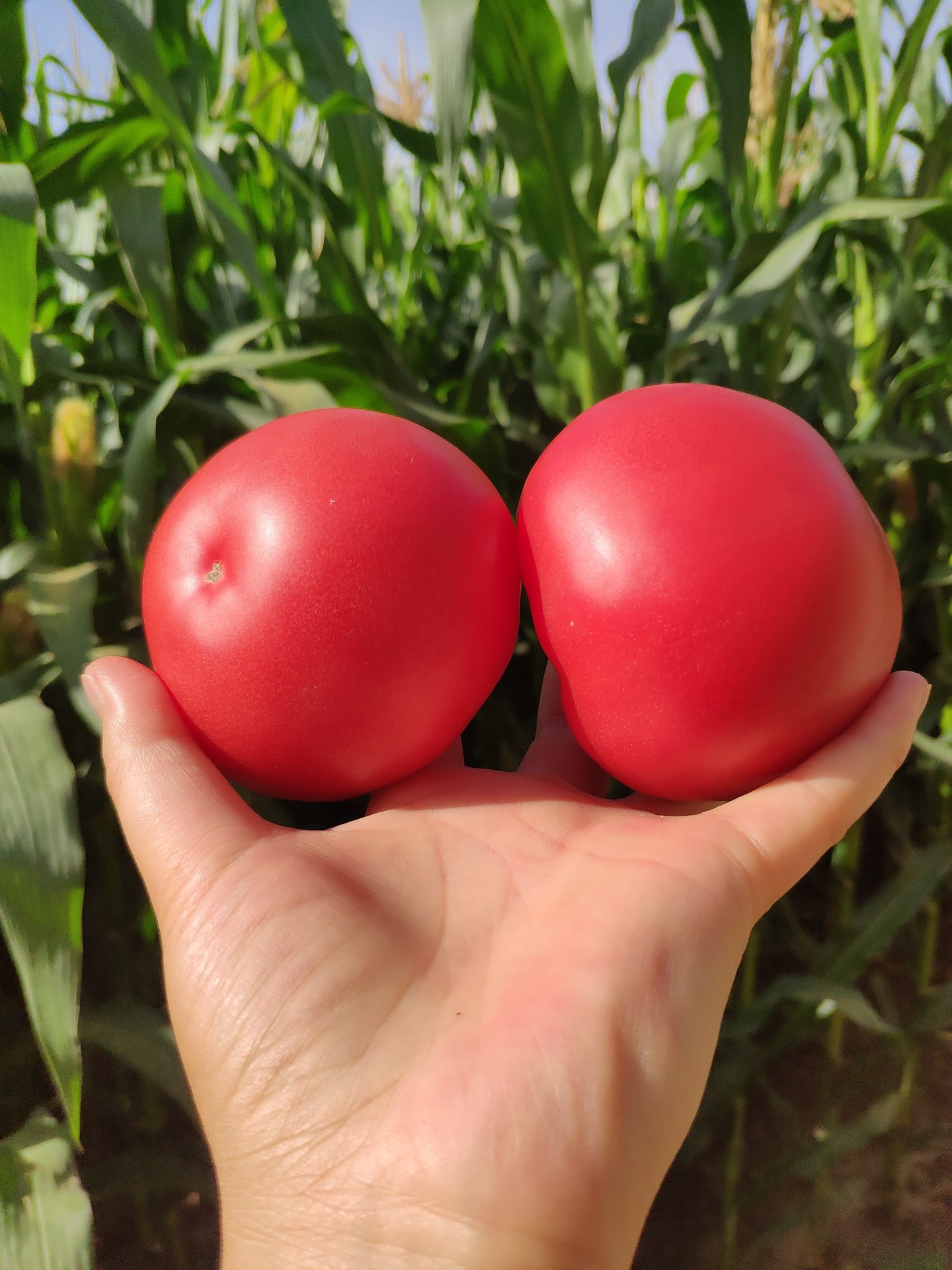 山東普羅旺斯西紅柿沙瓢多汁
