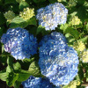 Flower seeds wholesale (geranium flower seeds) foreign hydrangea seed seeds mixed color hydrangea seeds blooming in four seasons