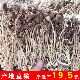 Fujian Dry Tea Tee Tree Grushe оптом чайный дерево грибы чайный дерево грибы сухой товары.