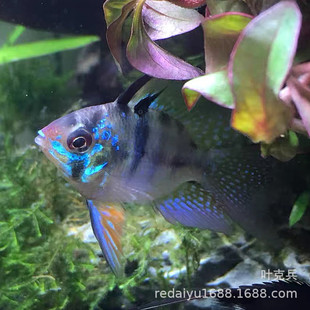 �Ꭷ�^�p�~���l ���Ͷ����~���m�P���~