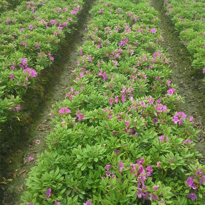 O1CN01rjrVcy2AReKxq4d10_!!1091