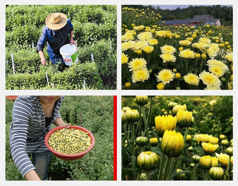 Tai Ju Chrysanthemum Buds 胎菊 Wholesale Herbal Tea First Harvest Flower Buds 500g Loose Dried Chrysanthemum Tea preparation