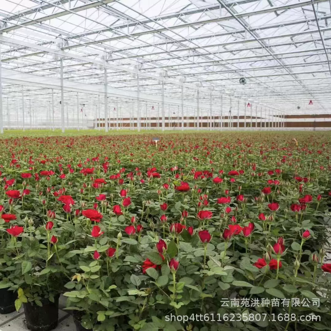 Фруктовый сок балкон горшечная Мини Роза розы цветы маленькие горшечные мульти-разнообразие в горшке с почвой с доставкой цветов