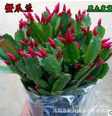 Краб коготь орхидеи саженцы оптом Краб коготь Орхидея Рабочий стол горшечные цветы суккуленты кактус Крытая листва просмотр цветы бонсай