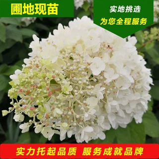 木绣球 批发绣球花大花水桠木宝塔绣球小苗东北耐寒木本花冠绣球