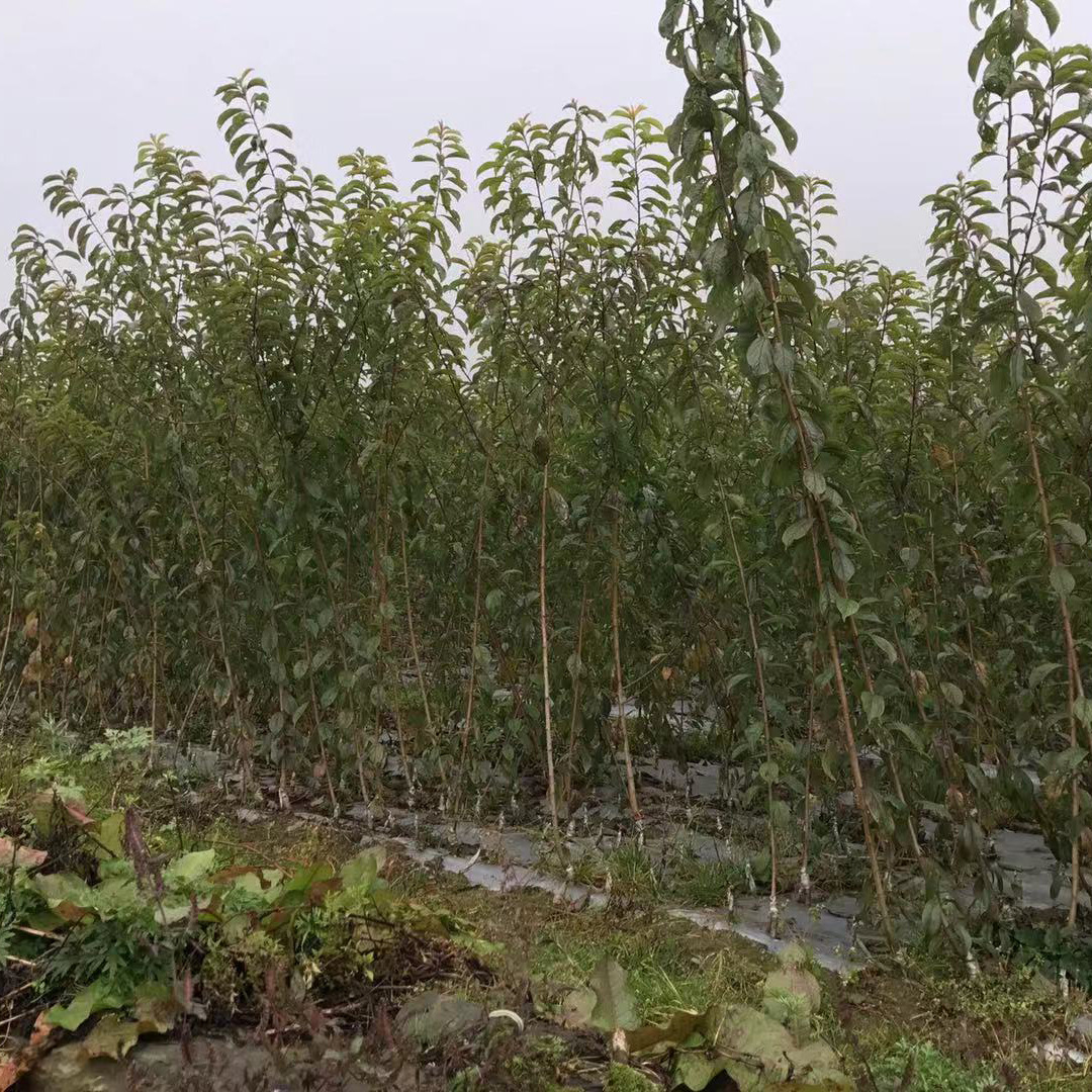 嫁接李子苗 美国杏李 味帝李 李子树苗当年结果 南方北方种植李子阿里巴巴