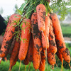 Carrots fruit Carrot Red Vegetables 9 pounds Farm product Season Full container 10