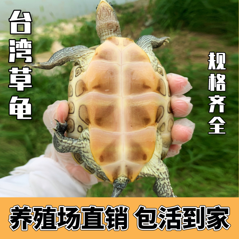 台湾草龟花龟苗绿线草龟珍珠龟放生龟花龟公乌龟活体水龟观赏宠物