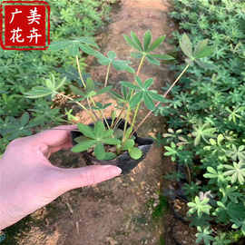 甘肃鲁冰花营养杯苗价格 花海羽扇豆种植基地 兰州鲁冰花花苗批发