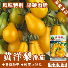 黃番茄種子黃番茄籽蔬菜種子批發菜種菜籽種子公司四季播