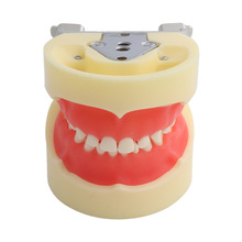 牙齿模型乳牙模型24颗牙齿模型可拆卸牙齿模型牙科教学模型