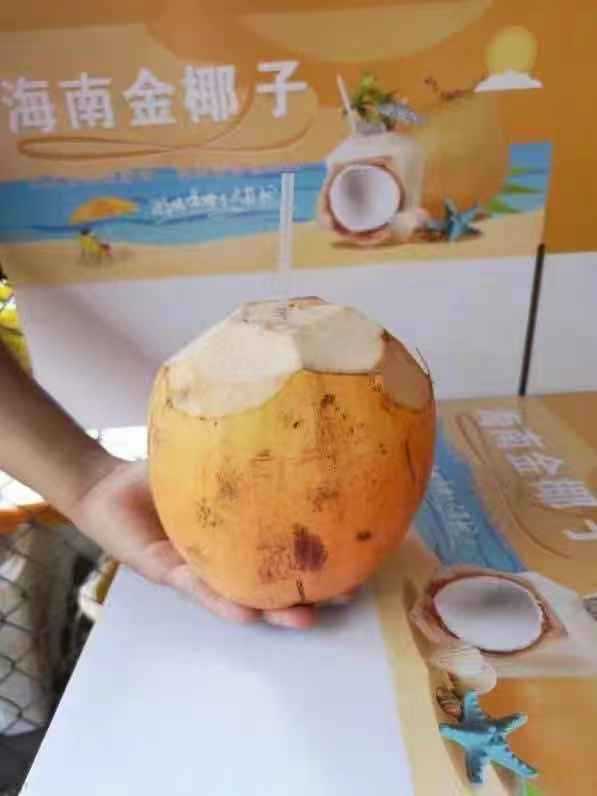 Gift box packaging Hainan gold Coconut Season fresh Fruit 6 straw Thailand Coconut