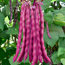 紫色四季豆種子基地菜農用400g桶裝芸豆秋紫豆種籽紫紅色豆角批發