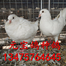 肉鸽养殖场 山东肉鸽养殖基地哪里有卖肉鸽的活体养殖出售
