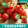 Cream fruit strawberry four seasons indoor, factory direct supply