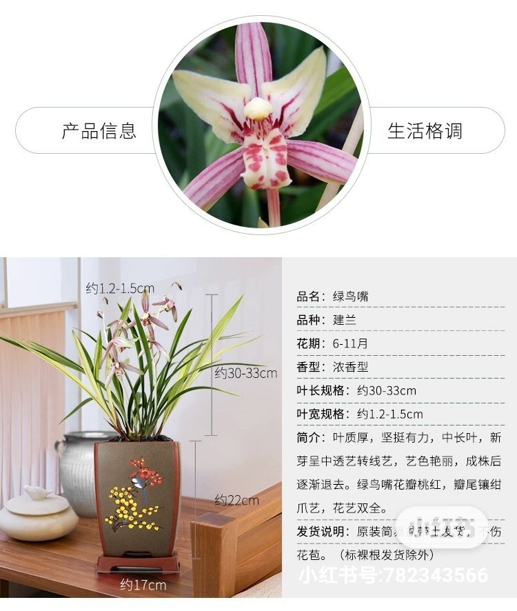 Оригинальный горшок с почвой и цветами Ценная Орхидея зеленый птичий клюв Jianlan Four Seasons Orchid Room Гостиная цветы в горшках