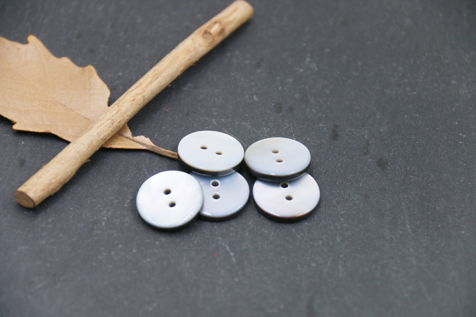 平面两眼黑碟贝 (3).JPG