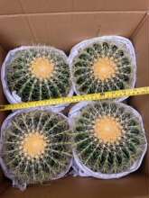 ������ֱ�����Gֲ���� ���Ի��� �ӼҾGֲ ������ֲ�� ����4���b