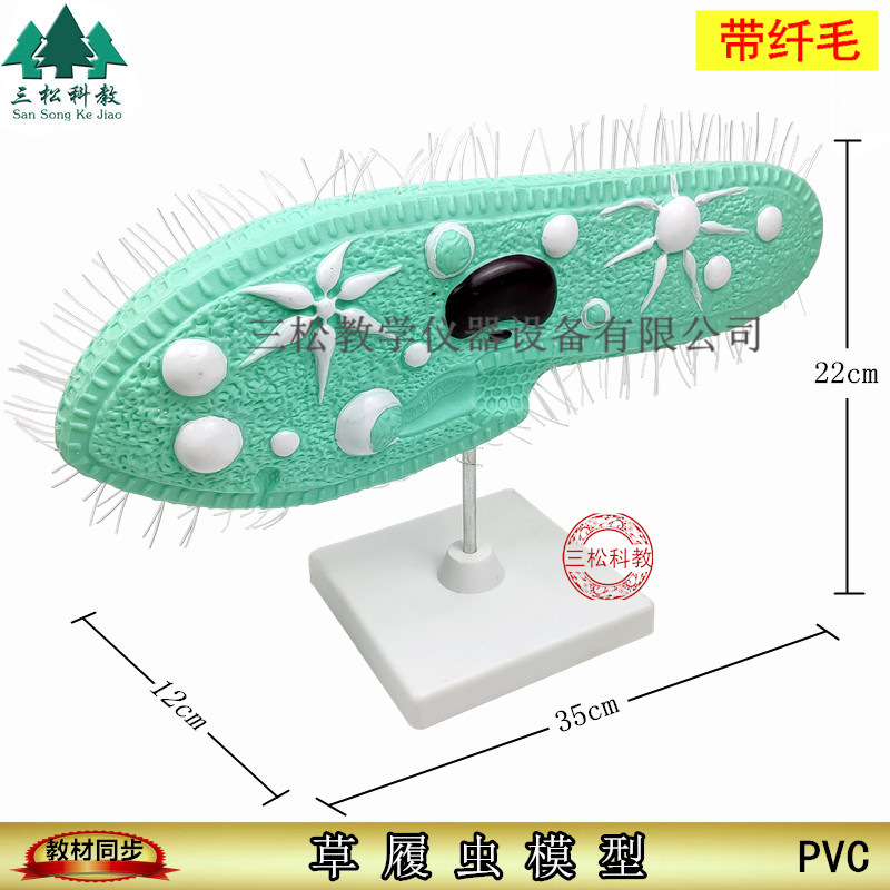 33103草履虫模型 带支架纤毛 中学生物实验器材 教学PVC模型