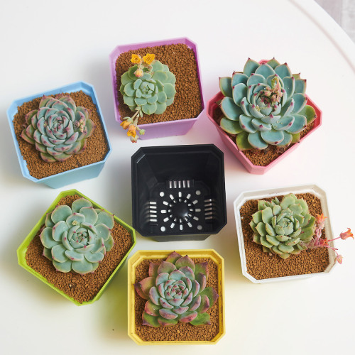 Plastic flower pots seedling pots succulent nutrient pots small square pots black square white square
