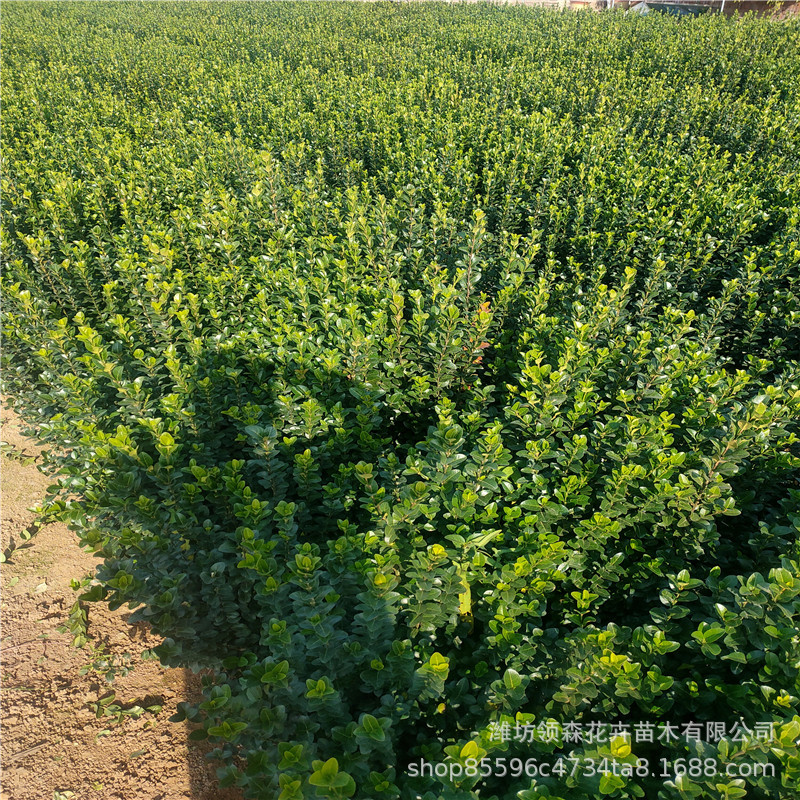 营养杯卫矛 绿篱绿化苗木 多分枝大灌服 园林道路绿化工程