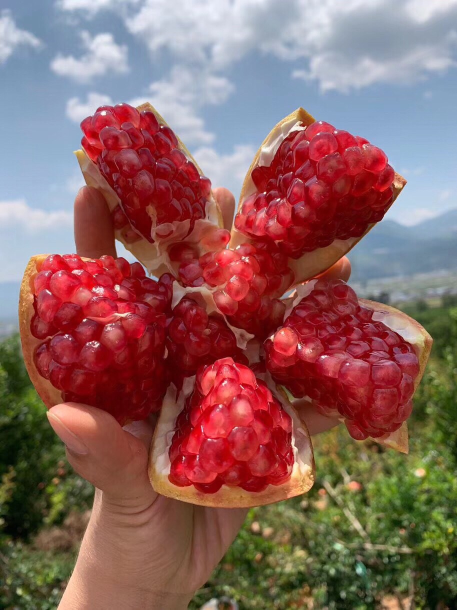 四川会理突尼斯软籽石榴水果新鲜包邮|ru