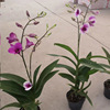 Base directly batch high -end New Year's Eve watching Flower Dendrobium Lan mini Dendrobium single -branter series of courtyard green plants