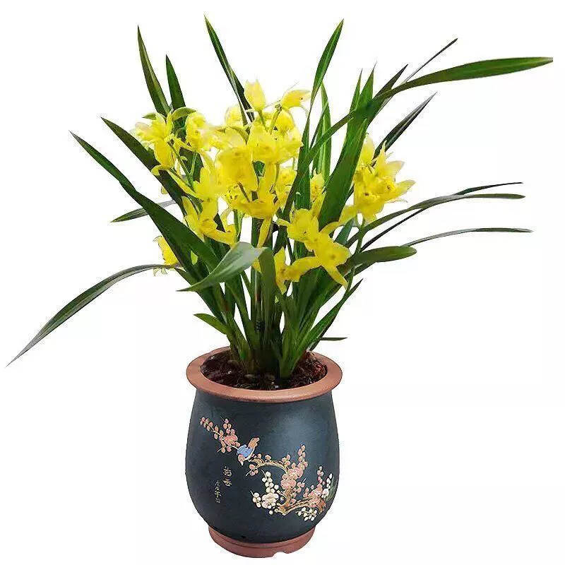 Орхидеи с бутонами оптом: золотистые мини-орхидеи «Чудо», всесезонные комнатные цветы в горшках для гостиной, рассада орхидей для декора