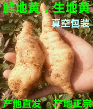 鲜地百合饮新鲜生地黄地髓怀地黄种子百合鲜干熟地黄根500克