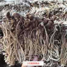 君志 江西廣昌3號茶樹菇干貨批發 散裝細條精品 黃帽菇食用菌廠家
