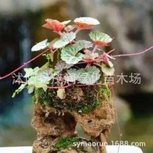 ���Ի����� ؈������ϻ����辰ֲ���z���~ ��ɽ�쾰ֲ��