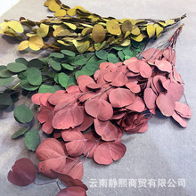永生苹果叶 尤加利叶云南永生花保鲜花DIY礼盒玻璃罩材料厂家直销