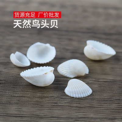 天然鳥頭貝 批發小貝殼 純白貝殼家居裝飾DIY材料貝殼海螺壹斤