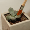 Succulent plant potted gardening tool set The succulent spray bottle watering kettles kettles and soil shovel pellet trimming tube shovel