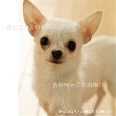 纯种吉娃娃幼犬活体纯血统吉娃娃活体宠物狗狗两个多月定金价活体|ms