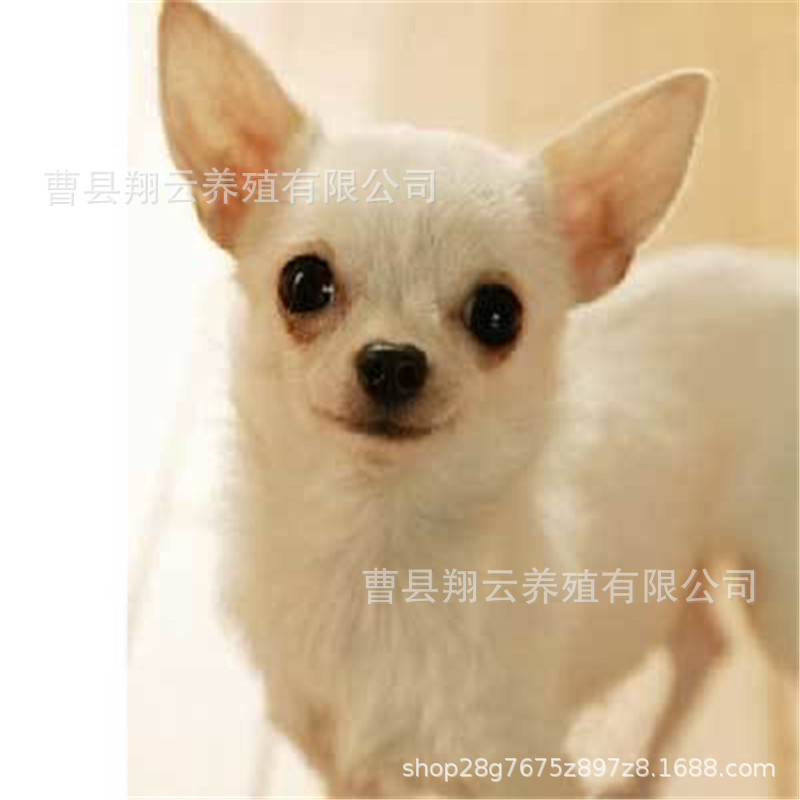 纯种吉娃娃幼犬活体纯血统吉娃娃活体宠物狗狗两个多月定金价活体|ms