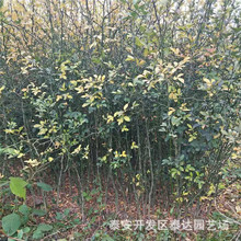 大量批发枳壳苗 地径0.6公分枳壳苗价格 高40cm枸橘树苗基地