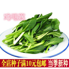 蔬菜種子上海特產雞毛菜種子小青菜籽油菜小白菜四季播18天可收獲