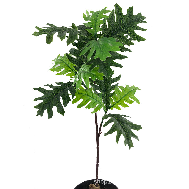 XRB-055 火轮树春色三叉枝.jpg