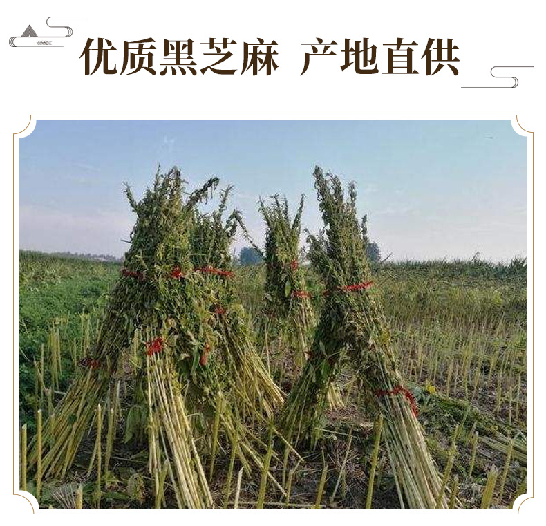 Roasted Black Sesame Seeds Hei Zhi Ma 500g Ready to Eat Bulk Dried Herb key features