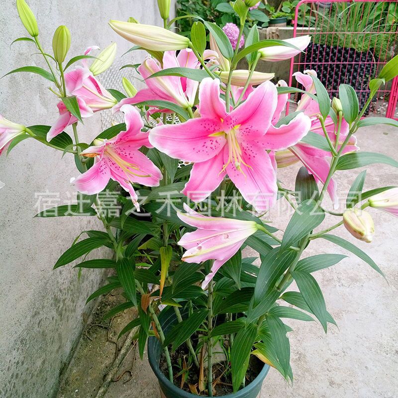 QQ图片20201130121324