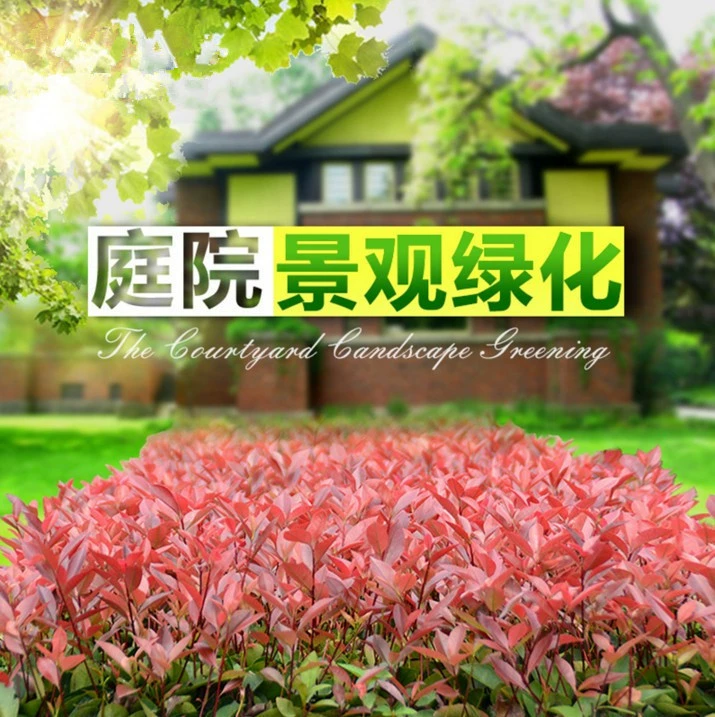 Photinia fraseri саженцы вечнозеленые круглый год двор озеленение саженцы Red Robin fraseri забор саженцы