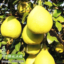 柚子树盆栽 柚子树盆栽品牌 图片 价格 柚子树盆栽批发 阿里巴巴 柚子树盆栽 柚子树盆栽品牌 图片 价格 柚子树盆栽批发 阿里巴巴