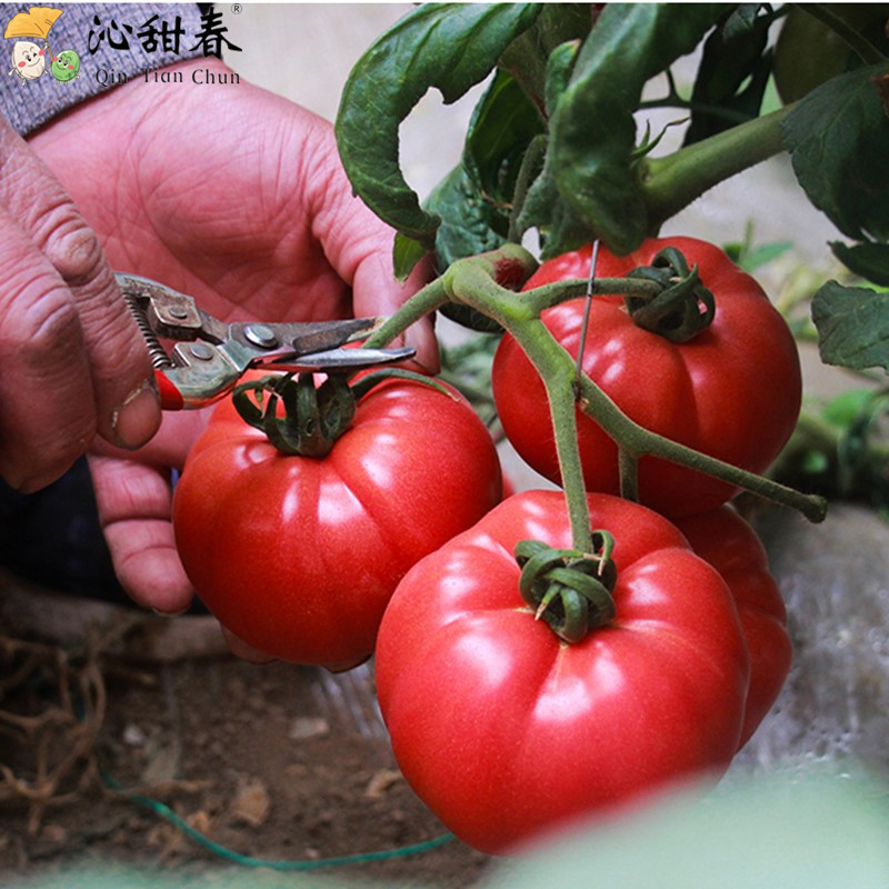 露天沙瓤水果西红柿10斤当季新鲜即食蔬菜普罗旺斯番茄整箱5代发|ru