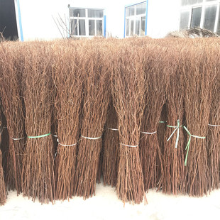 ������֦����֦���������[����c���T�W�t�B�����ϸɘ�֦�bɻ�