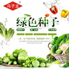 New Zealand 858 oil green beet heart jade (50 days-60 days) Feng Zilong seedlings directly sold for approval